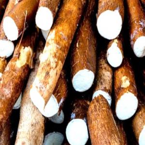  Fournisseur de manioc de haute qualité - matiere vegetale je me permets de vous contacter pour vous présenter une opportunité commerciale dans le domaine de l'import-export de produits agricoles. --nous sommes fiers de vous proposer un approvisionnement régulier en manioc,  cultivé avec soin dans nos exploitations agricoles. --no