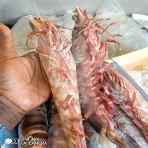 Poisson frais, Farine de poisson , Poisson Congel - poissons entreprise à taille moyenne spécialisée dans la vente de poissons frais,  de poissons congelés,  de farine de poisson et d'une variété de fruits de mer. basée à nouakchott,  en mauritanie,  nous nous engageons à fournir des produits de quali