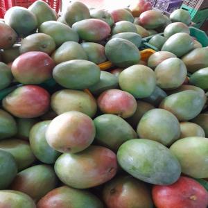 Mangue du mali - fruits et légumes a la recherche de partenaires pour l’exportation de mangue du mali vers l’europe.--nous pouvons exporter jusqu’à 26t par conteneur 