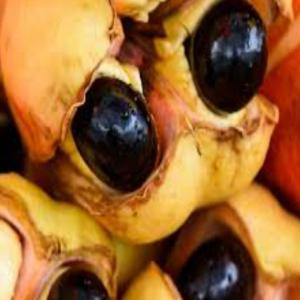 Graines d'ackee ( Blighia sipada) - semence graine plant disponible des lots de graines de ackee (blighia sipada).graines nouvellement sélectionnées. germination 85%.nous joindre pour achat.--merci 