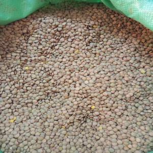 Grande quantité de lentilles disponibles. - fruits secs et graines grillées 2000 tonnes de lentilles disponibles actuellement à  l’ouest de la côte d’ivoire,  le kg est 2300 cfa. contacté moi pour plus d'informations.  merci --