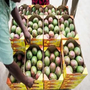 MANGUE KENT DISPONIBLE POUR EXPORTATION  - fruits et légumes la délicatesse tropicale prete à conquérir le monde !----cultivées avec soin dans les vergers ensoleillés,  ces mangues kent sont le summum de la saveur et de la qualité. leur chair juteuse et sucrée fond délicieusement en bouche,  offrant une ex