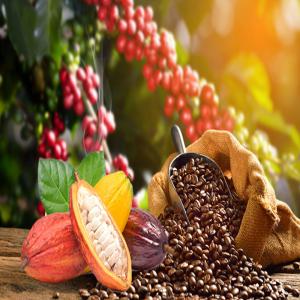 Cherche client partenaire produits locaux bio  - café cacao thé nous sommes des producteurs de produits locaux de madagascar et nous cherchons des clients pour nos produits. produits naturels,  bio et de bonnes qualités qui correspondent aux normes européennes - cacao,  vanille,  café,  clous de girofle,  sucres,  différentes variét&