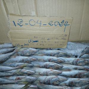 OFFRE DE CHINCHARD (Trachurus trachurus ) - poissons nous avons en ce moment de disponibilité de chinchard taill m,  g pour 60 tonnes de très bonne qualité .