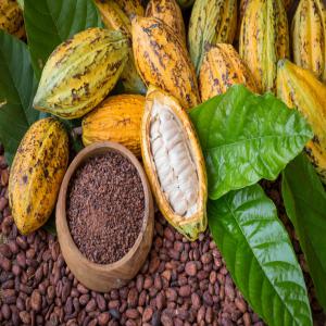 VENTE CACAO MADAGASCAR (SAMBIRANO) - café cacao thé bonjour, ------nous sommes une société spécialisée dans la commercialisation du cacao du madagascar ----nous pouvons vous fournir les quantités souhaitées,  d'une qualité irréprochable à des prix très compétitifs.------cacao 