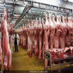 Export viande bovine en carcasse et en quartiers  - viandes et oeufs on vous propose de la viande bovine halal  en carcasse entiers,  ou découpées en 4 quarts .--de notre abattoir en pologne------ ,  -- .------ . --tous les certificats sont disponibles---certificat halal---certificat sanitaire  ---certificat de qualité aux normes--.--  .---le prix 