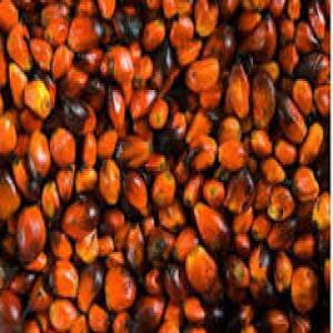 CACAO - NOIX DE CAJOU - GRAINE ET HUILE DE PALME  - café cacao thé nous sommes la société en côte d'ivoire et nous proposons en ventes  les produits agricoles suivants de bonne qualité et en toute sécurité- --cacao - noix de cajou - graine et huile de palme --