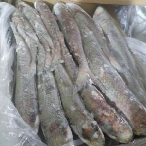 DIVER POISSONS MIX AFRIQUE - poissons nous vous offrons a ce jour le débarquement divers poissons pour 108 tonnes (ombrine,  capitaine ,  machoiron,   chinchard ,  mullet ,  lagn lagn ,  bonite etc)--disponible