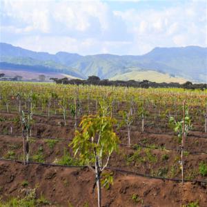 Ferme d'avocat titré 120 hectares  - fruits et légumes je vend une ferme titré d'avocat dans les régions de bouslham ( maroc) de 120 hectares,  planter entièrement, les arbres âgées de 3 ans à 4 ans,  avec une villa,  un bassin,  une maison pour la gestion de la ferme, clôturer totalement,  système de goutt