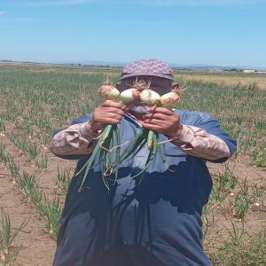 4 hectares d'oignons printanières jaunes àvendre  - fruits et légumes 4 hectares d'oignons printanières fraiches jaunes sur le champ à vendre.--la collecte se fait le temps voulu par le client,  dernier délais fin mois mai.--quantité à déterminer. prix à négocier. --