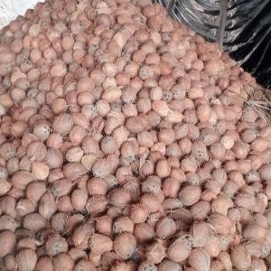 VENTE DENOIX DE COCO - fruits et légumes vente de noix de coco--découvrez notre sélection de noix de coco fraîches,  disponibles en vrac et pretes à etre livrées directement à votre porte. que ce soit pour l'industrie alimentaire,  la transformation ou la distribution,  nous avons les quantités 