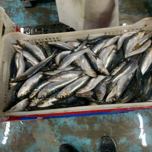 Vente sardine pilchardus - poissons nous cherchons des clients pour la sardine disponible à nouadhibou..une quantité importante..pour les pays africains et avec de prix imbattables.