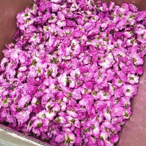 Roses de damas séchées grade alimentaire - horticulture plante biocarburant nous vendons des roses de damas de très belle qualité,  grade alimentaire,  séchage en douceur par lyophilisation,  sans détérioration des éléments nutritifs et pigments présents originellement dans la fleur. conditionnement par carton de 6kg. n'h