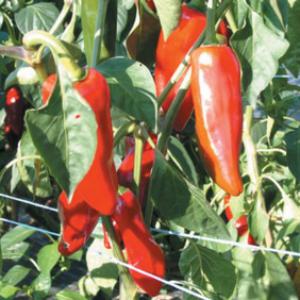 Piment de cayenne de Guyane - épices aromates je recherche un fournisseur de piment de cayenne localisé en guyane française. piments entiers avant réduction en poudre.