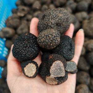 Best Black Truffles Mushrooms for Sale  -  yeast fungus black truffle mushrooms magic truffles for wholesal ----brand name - truffles mushrooms  --type-fungi--color -	black	--source - wild--usage - healthy food--part -	whole--processing type -raw--shelf life-5-10 days--weight (carton)- 10kg /carton--size -2-3 cm	--storage -2-5’c in cooler	--package -cart