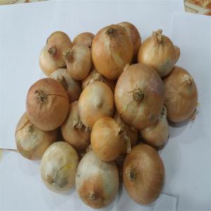 potatoes , onions , apples ,  strawberry - fruits and vegetables we are suppliers of  potatoes ,  onions ,  apples ,   strawberry , carrots and others --we can meet huge monthly supplies --delivery all over the world 