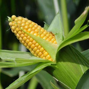 GMO YELLOW CORN - coffee cocoa tea yellow corn is also a type of sweet corn. depending on maturity and use,  they may be considered grains,  fruits,  and vegetables. this corn variety was developed through extensive research into white corn. the presence of a single dominant y allele produces carotenoid pigments. these pigments are resp