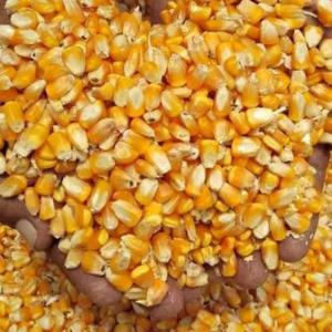 Yellow Corn animal feed - coffee cocoa tea yellow corn feed is a type of animal feed made from whole yellow corn kernels. it is the most widely used cereal grain for animal feed globally,  due to its high energy content,  affordability,  and versatility.