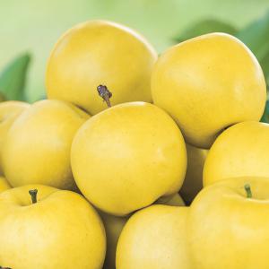 Quality  apples and  Potatoes   - fruits and vegetables we supply good quality agria ,  russet ,  marabel and suprano potatoes --and we have jonaprince apples red and gold --caliber +50 --we can supply 1 to 10 trucks--  apples   sizes +70 