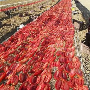 TN Tomates séchées au soleil - fruits et légumes nous sommes une entreprise spécialisée dans l'exportation de tomates séchées de haute qualité en provenance de tunisie. si votre entreprise recherche des fournisseurs fiables de tomates séchées,  nous serions ravis de collaborer avec vous !