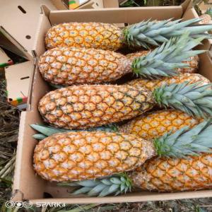 Vente d'Ananas Pain de Sucre et Cayenne Lisse - fruits et légumes nous proposons à la vente des ananas pain de sucre et cayenne lisse de haute qualité,  disponibles au bénin. nos ananas sont cultivés avec soin pour garantir leur fraîcheur,  leur goût exceptionnel et leur texture parfaite.----caractéristiques de nos anan