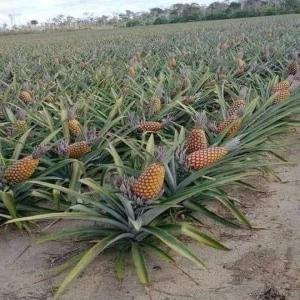 Vente d'ananas  - fruits et légumes ----chers partenaires commerciaux, ----nous avons le plaisir de vous proposer une offre exceptionnelle pour l'achat d'ananas frais en provenance de la côte d'ivoire. notre entreprise, sina sarl,  spécialisée dans l'exportation de fruits tropicaux,  vous garantit des produits de quali