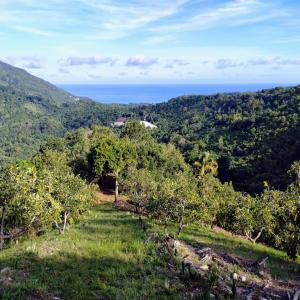 A vendre Plantation Avocatier en RD - fruits et légumes d'une superficie de 255 603 m2 (25, 5 hectares),  la plantation est stratégiquement située à environ 5 km de la côte sud dominicaine,  avec un accès par 2 routes. vue spectaculaire sur l'océan,  accès à l'eau,  10 000 avocatiers et 1 000 cacaoyers ad