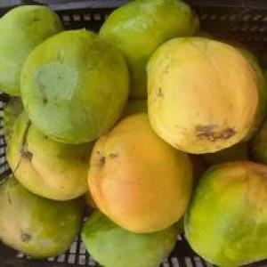 VENTE DE MANGUE - autres vente de mangue--délice exotique directement de la casamance!  --amateurs de saveurs tropicales,  c'est votre chance de savourer les délicieuses mangues kent fraîchement récoltées de la casamance! --