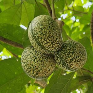 Recherche de Voacanga, Griffonia, maniguette - fruits secs et graines grillées se dédie à fournir d'ingrédients naturels de haute qualité pendant toute l'année. on travaille avec le roukou,  la maniguette,  la noix de cola,  la griffonia,  le thaumatococcus,  le voacanga et autres. --on est à la recherche d'achat des produits suivants- --- 