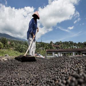 Achat de café vert de Madagascar, Cameroun - café cacao thé nous sommes des importateurs de café vert en australie au service de l'industrie de la torréfaction. nous recherchons des fournisseurs expérimentés avec lesquels nous pourrons développer une relation à long terme.----veuillez noter que notre banque n'autoris