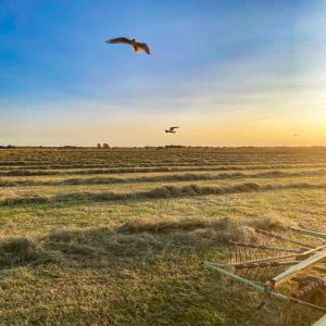 Foin prairie naturelle Extra AB/BIO - aliments pour animaux vente foin de prairie naturelle,  bottes cubiques ou rondes.--préfané et peu poussiéreux--certificat ab/bio disponible.--expédition possible dans toute l'europe.