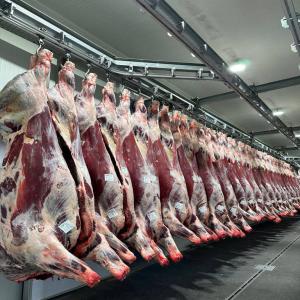 recherche d'un fournisseur de la viande en es - viandes et oeufs nous sommes une entreprise installée en france à la recherche d'un fournisseur en espagne de la viande ovine et bovine (carcasse et sous vide ) de race limousins, charolais, croisé conformation u et e