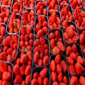 La fraise, un fruit gourmand - fruits et légumes propose fruits (fraises) à exporter en france. nous sommes une société d'export nous mettons en vente une fourniture de fruits (fraises) de qualité,  des solutions de qualité supérieure pour répondre à vos besoins en matière de produits f