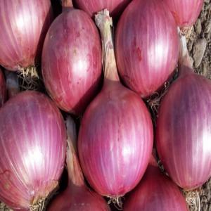 Oignons et grains de pastèque  - fruits et légumes salut. je suis courtier au sénégal et j'ai une personne qui est en côte d'ivoire et préte à acheter des oignons rouge,  ou jaune. nous avons également besoin des grains de pastèque secs de 500 tonnes. si etes fournisseur envoyez moi un email en indiquan