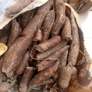 VENTE DE MANIOC - autres est-ce que vous avez déjà testé notre attiéké et alloco?--et la graine,  la pate d'arachide et l'huile de palme?--on ne dit pas tout oh , on dit tester et rester --nous avions du manioc disponible 