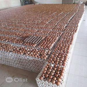 œufs de table et œufs fertiles - autres 30 œufs pondus sur des plateaux moulés en pâte à papier.--* 12 plateaux emballés dans des cartons d'exportation solides à 5 plis.--* 360 œufs par carton.--oeufs frais--œufs de poule blancs/bruns--meilleure qualité--prix ​​abordab