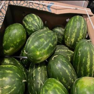 Pastèques du Maroc - fruits et légumes nous vendons des pastèques marocaines de la région de kénitra et larachre à 0, 55€/kg (prix à almeria) et vous pouvez les envoyer partout plus transport. je ne suis pas commercial,  je suis agriculteur et exportateur,  nous recherchons un client sérieux.