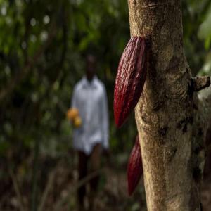 Café Cacao & Dérivée  - café cacao thé nous sommes une entreprise située à abidjan,  en côte d'ivoire,  spécialisée dans la vente et l'exportation de produits de cacao. nous proposons de la poudre,  des fèves et du beurre de cacao de la plus haute qualité. avec une capacité de productio