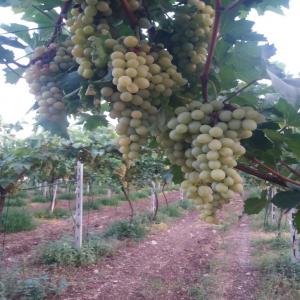 Fermé de raisins au Maroc  - fruits et légumes découvrez nos délicieux raisins,  cultivés avec soin pour une fraîcheur et une saveur incomparables. parfaits pour une collation saine et savoureuse 