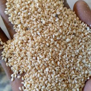 Achat de sésame blanc / White sesame purchase - cereals achat / purchase------ product- white sesame / sésame blanc.--- origin- non-sanctioned,  high risk countries,  or otherwise subsidiary and bank account in another non-sanctioned country.--- annual contract- 50 000, 00 mt monthly.--- incoterms- cif jeddah,  arabie saoudite.--- price- competitive p