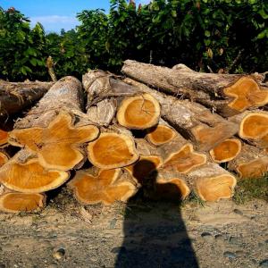 Bois teck bruits  - bois charbon fibre nous cherchons des acheteurs du bois de teck de bonne qualité provenance du benin et la côte d'ivoire au meilleur prix.