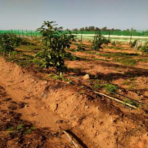 Ferme d'avocat titrée 120 hectares  - Investissement capitaux je vend une ferme titré d'avocat dans les régions de bouslham ( maroc) de 120 hectares,  planter entièrement, les arbres âgées de 3 ans à 4 ans,  avec une villa,  un bassin,  une maison pour la gestion de la ferme, clôturer totalement,  système de goutt