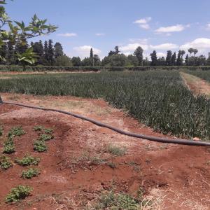 40 Tonnes d'oignon a vendre au Maroc - FES - fruits et légumes bonjour,  je met en vente 40 tonnes pretes d'oignon rouge au maroc a la ville de fes excellente qualité,  nous cherchons un client au maroc ou en afrique ou en europe.