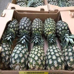 ANANAS EN VENTE - autres ananas en vente--eveillez vos papilles avec nos ananas succulents ! --fraîchement récoltés et gorgés de saveurs,  nos ananas sont la promesse d’une expérience gustative exquise.--essayez-le dès maintenant et régalez-vous