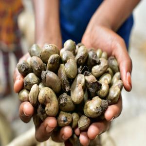 Noix de cajou - autres je suis un jeune collecteur de noix de cajou en côte d'ivoire et je suis actuellement à la recherche d'un acheteur de grande envergure. je suis également ouvert à des propositions de partenariat qui pourraient etre bénéfiques pour les deux parties.