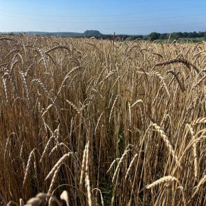 Epeautre conventionnel ou biologique  - céréales bonjour,  --en tant que décortiqueur d'épeautre,  je suis acheteur d'épeautre entier conventionnel ou biologique.  prix attractifs.--je propose également des contrats à prix garantis pour la récolte 2025.--n'hésitez pas à me contacter pour tout r