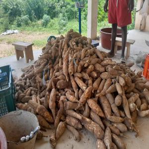 Manioc notre base - Industrie exploitation l’exploitation de manioc à grande échelle --matiere première,   production,   transformation,   produit-finit 