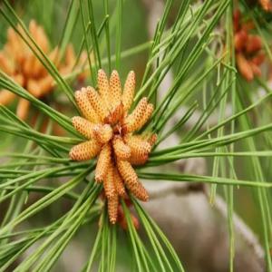 Producteur de pollen de pin sauvage - matiere vegetale société basée dans le yunnan nous proposons du pollen 100% naturel issu de pins sauvages（pinus massoniana) des monts cang du nord-ouest de la région. notre pollen est conforme à la réglementation européenne et se présente à paroi 