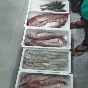 Entreprise marocaine de vente de poisson en l - poissons nous sommes une entreprise marocaine qui exporte du poisson vers tous les pays euro-américains et asiatiques à des prix très raisonnables avec des garanties de qualité. exportation par avion ou par camion. 