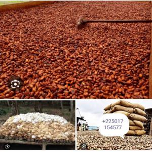 ANACARDE, CACAO , HEVEA - coffee cocoa tea j'ai mes propres coopérative de cacao,  hévéa,  anacarde je peux fournir jusqu'a 2500 tonnes --je recherche des clients ou des partenaire en europe  ou je vais exporter mes produits ou bien un partenaire  avec qui je vais m'associer et  mettre sur pied ici a abidjan une soci&eacut